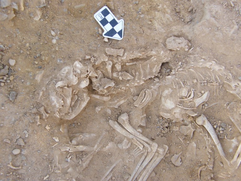 Un des squelettes de chats excavés d'un site en Égypte.