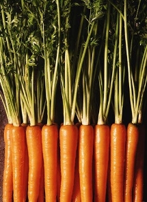Gm Carrots
