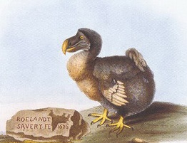 Extinct Animals Dodo