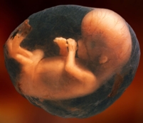 [Image: embryo-in-womb%20ALAMY.JPG]