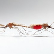 mosquito mating