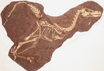 fossil raptor