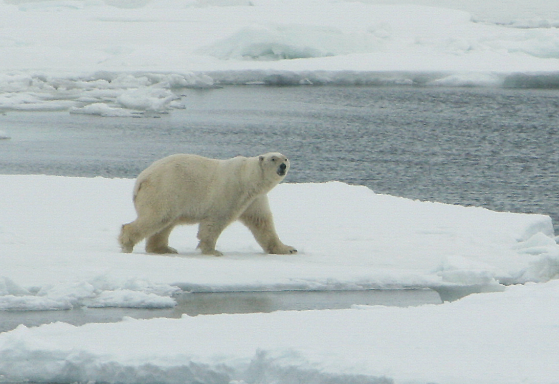 A Bears Habitat