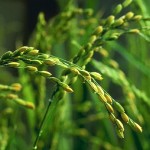 Of rice and men: debut review from Nature Plants