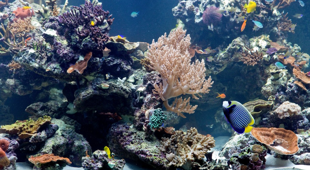 Aquarium at London's Natural History Museum, housing a coral reef.