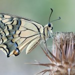 Wing underside view of a Swallowtail (Papilio machaon), Erdemli, Mersin, Turkey.