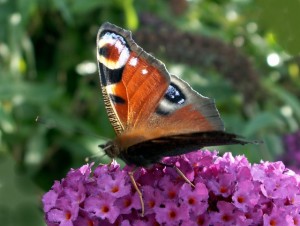 Peacock butterfly on buddleia.
