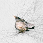 The ornithological photographer