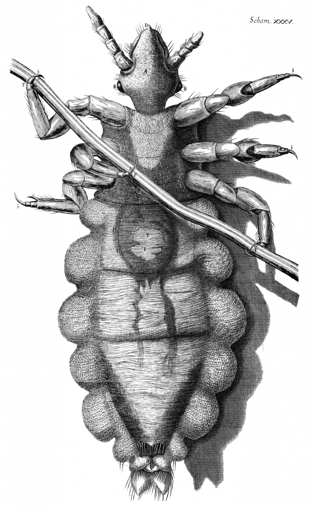Robert Hooke's 1665 drawing of a louse on a human hair, from Micrographia.