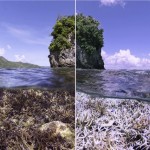 Chasing Coral: beauty and destruction