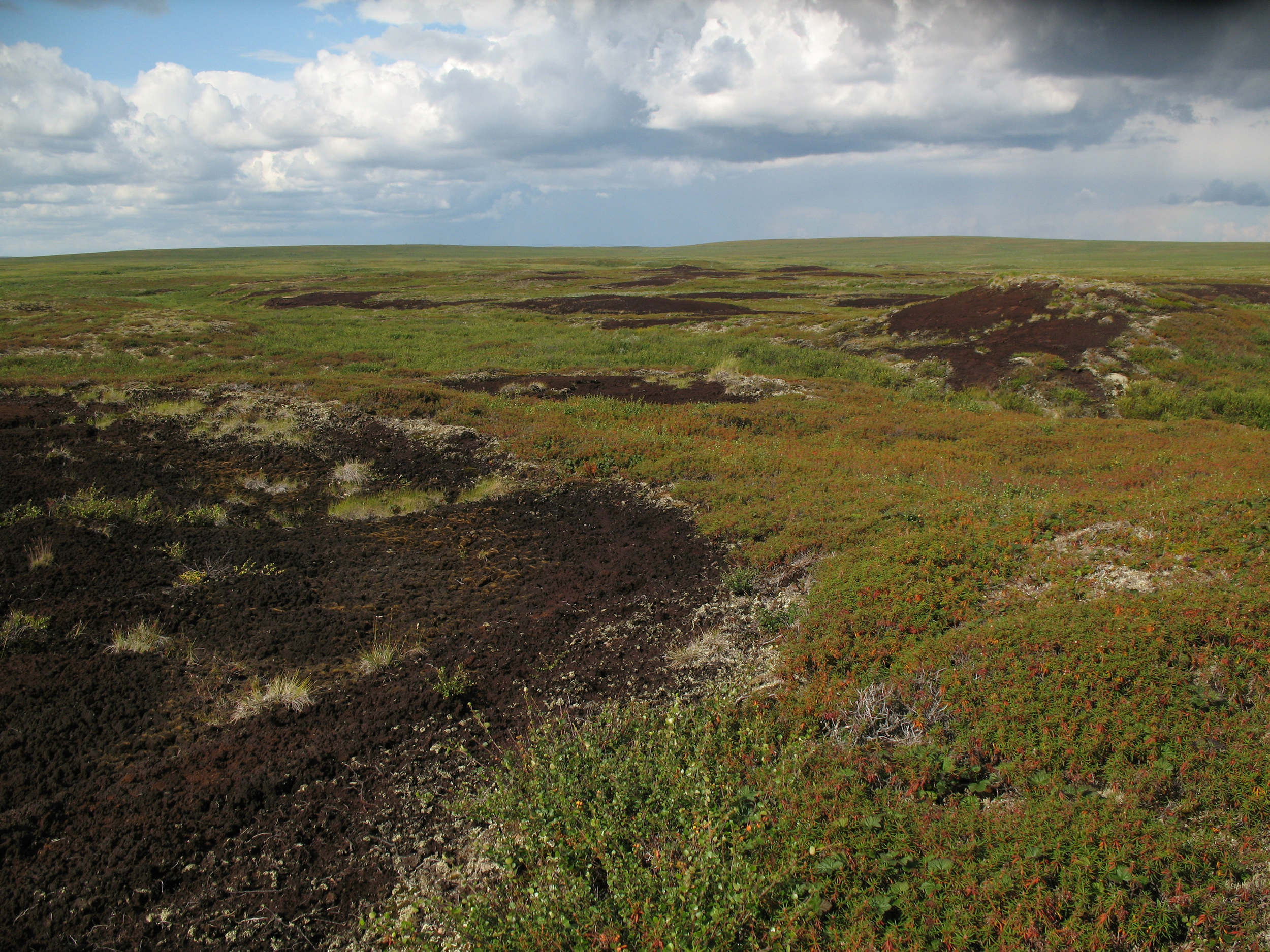 New Arctic feedback: vicious peat circles