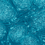 New non-coding RNAs keep stem cells stemmy