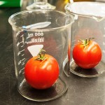 How we built a better tomato