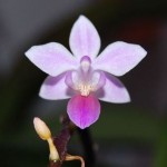 Uncovering the secrets of the orchid