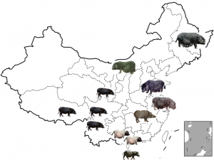 Pig sampling in China