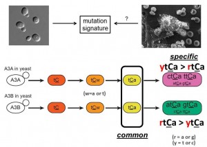 Yeast system reporting mutagenesis in ssDNA identifiedcommon and specific  components of A3A and A3B mutation signatures 