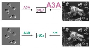A3A and A3B mutagenesis signatures