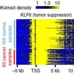 Widespread shortening of H3K4me3 peaks in cancer