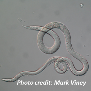 Stronglyoides worm