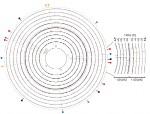 Bacterial methylomes and antibiotic potentiation