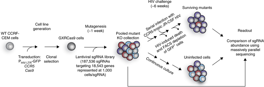 A CRISPR screen for HIV targets