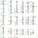 From the archives (2004): Large-scale structural variation in the human genome