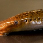 Sea lamprey genomics