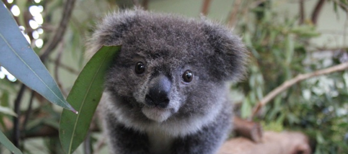 Cuddly Koala Genomics