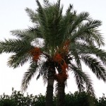 Qatar to lead date palm research