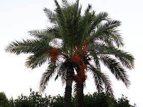 Qatar seeks to lead date palm research
