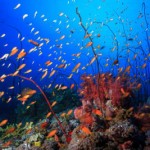The Red Sea coral reefs are among the most resilient coral systems in the world.