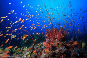 The Red Sea coral reefs are among the most resilient coral systems in the world.
