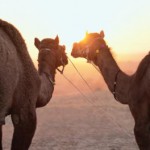 Historic genetic ‘picture’ of Arabian camel revealed