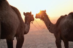 Camels blogpost