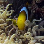 How changing sex helps "Nemo" survive and adapt