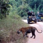 Tiger tourism