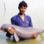 India's no to dolphinarium