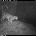 Elusive snow leopards caught on camera
