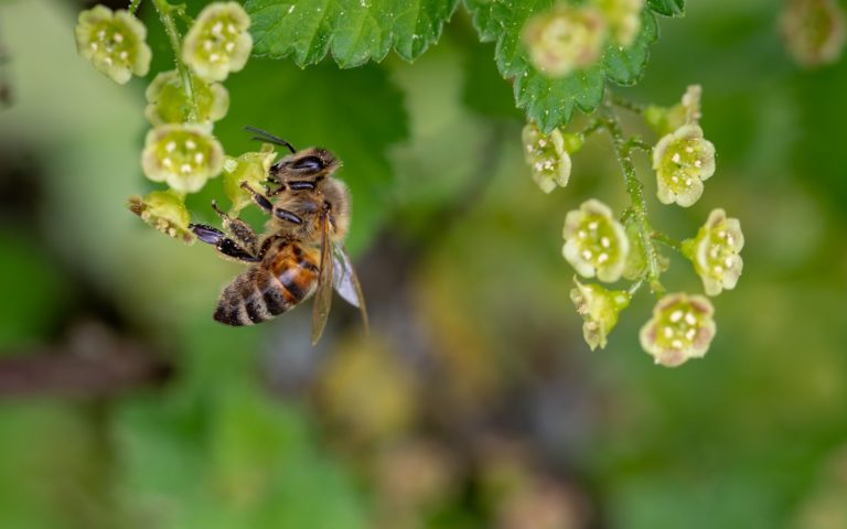 Honey bees starve in COVID-19 lockdown