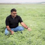 Chickpea crop improvement has been a key area of Varshney's research.