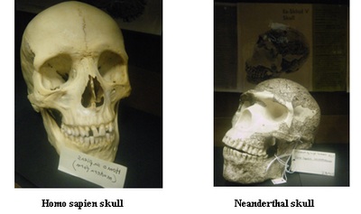 skulls 2-thumb-400x237-3851