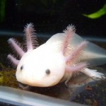 Science and Art: An Axolotl Odyssey