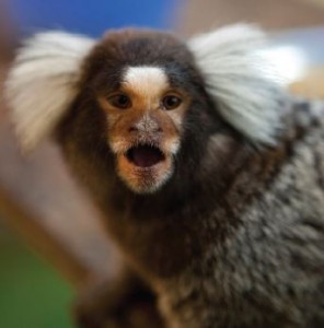 Neurobiology: what marmosets can teach us