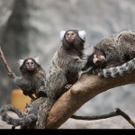 Marmosets are highly social primates