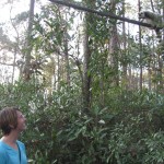 Monika Mogilewski and a ringtailed lemur in the forested enclosure at the Myakka City Lemur Reserve