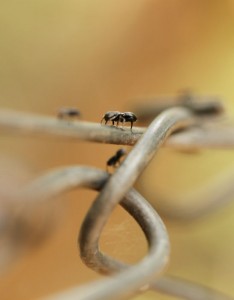 Ants-gina-maffey-naturejobs-blog-2