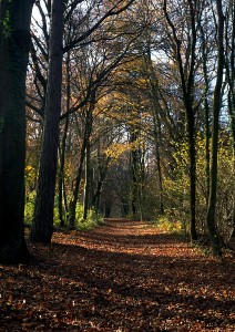 forest-path-naturejobs-blog