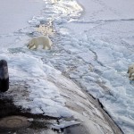 Polar bears investigate the submarine USS Honolulu 450 kilometres (280 mi) from the North Pole in 2003