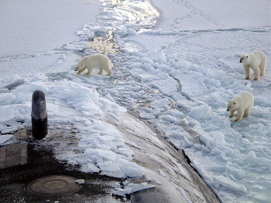 Fieldwork fails: A polar bear stand-off