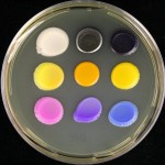 The Boeke lab yeast color palete.